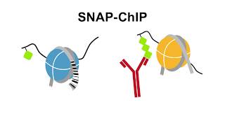 An Introduction to SNAPChIP® Spikein Controls [upl. by Seuqcaj]