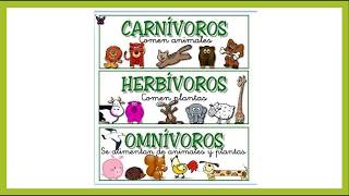 Clase 22 Mayo animales carnívoros herbívoros y omnívoros [upl. by Bertilla185]