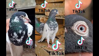 lahori pigeon tiktok videosshortsviral pigeon [upl. by Anaek]