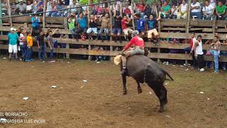 recopilacion de montas de toros [upl. by Yelda]