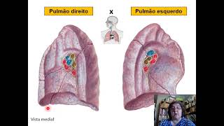 Anatomia dos Pulmões [upl. by Deppy]