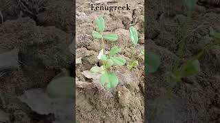 मेथी plant scientific name  Trigonella foenum quot botany shorts [upl. by Tod616]