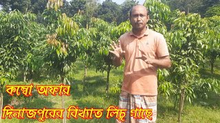 দিনাজপুরের বিখ্যাত লিচু গাছে কম্বো অফার  Lychee Tree  01949880007 [upl. by Gronseth769]