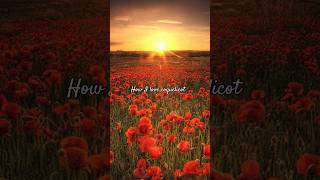 Coquelicot is a color made out of a mix of ORANGE AND RED this video is made for Cringeyfurrytherianotherpaw ❤️🧡 [upl. by Santa]