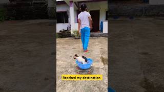 Lil kitty reached her destination cute billi cat youtubeshorts funny catvideos meow [upl. by Lynch]