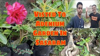 Visited to Adenium garden in Sasaram।Know About Adenium Plants।Adenium Garden babluadenium [upl. by Nellaf]