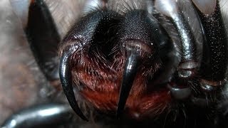 Worlds Most Deadly Arachnid  the Brazilian Wandering Spider [upl. by Akenat]