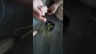 unboxing de plantas carnívoras 2023 [upl. by Luar219]