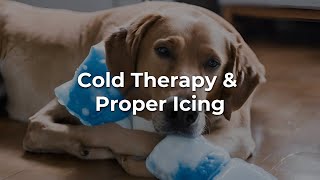 Cold Therapy A Rehabilitation Technique for your Dog [upl. by Bernat]