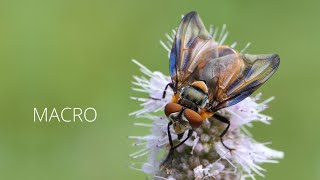 MACRO  Phasia hemiptera  Wanzenfliege  Lumix FZ2000  FZ2500  FZH1  Marumi DHG 3 Achromat [upl. by Josefina]