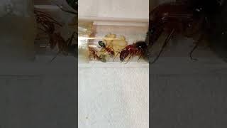 Camponotus floridanus  worker feeding larva insects camponotus fauna carpenterants mrówki [upl. by Okihsoy]