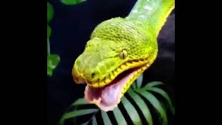 Emerald Tree Boa snake yawning [upl. by Ettenrahs]