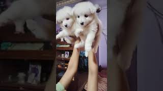 German Spitz for sale 😁 lucky dog kennel 🐶 Kolkata cute pets song puppy labrador dogs [upl. by Areikahs]