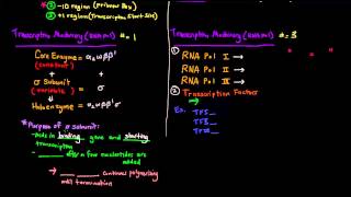 Transcription Part 2 of 6  Prokaryotes vs Eukaryotes Comparison [upl. by Ellimac]