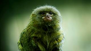 Pygmy Marmoset Smallest Primate in the World [upl. by Stratton156]