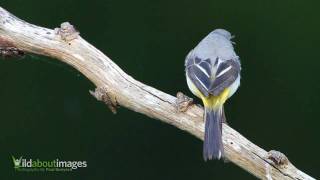 Grey Wagtail [upl. by Ainatnas]