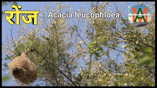 रोंज‌‌ वृक्ष सम्पूर्ण जानकारी Acacia leucophloea Native tree of India [upl. by Anatol494]