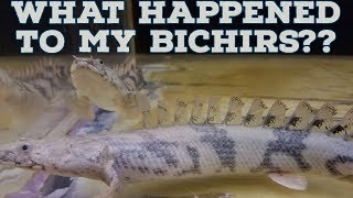 Polypterus Endlicheri Bichir Update [upl. by Abdella]