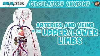 Circulatory System  Arteries amp Veins of the Upper amp Lower Limbs  Wire Man Model [upl. by Assirac]