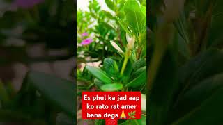 Jai maa Lakshmi  garden es  vastu  vairal trending video [upl. by Suiddaht]