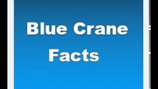 Blue Crane Facts  Facts About Blue Cranes [upl. by Geraldina]