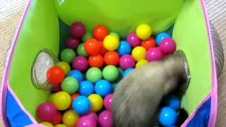 Ferret loves his NEW PopNPlay Ball Pit [upl. by Akiram]