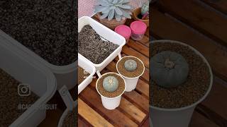 Potting Lophophora Fricii 🌸 lophophoralover fricii lophophora lophophorafricii [upl. by Odel]