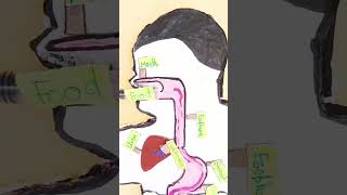 Human digestive system project [upl. by Ileak]