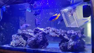 20241112 marine aquarium feeding 海水FO缸 餵食秀 [upl. by Ahsikym]