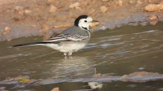 White Wagtail Ballerina bianca Motacilla alba [upl. by Egwan]