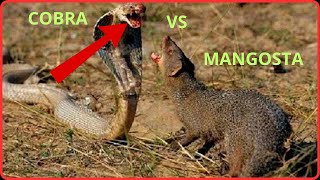 MANGOSTA VS COBRA COMBATE A MUERTE [upl. by Loux]