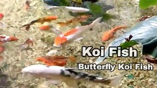 Joem and EJ is live Playing Colorful Koi Fish [upl. by Eniarrol]