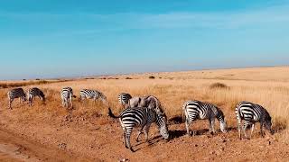 Zebras grazing in Samburu National Park [upl. by Karin]