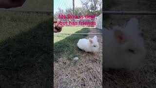 Why Bunny Rabbits can stand on hind legs bunny rabbit [upl. by Roee]