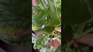 Thrips infestation on Monstera adansonii shorts [upl. by Arikihs831]