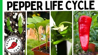 Growing Peppers Is So Much Easier When You Understand This [upl. by Oisacin]