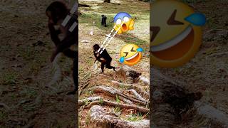 Monkey monkey monkeys macaco macac music artist hiphop dance travel [upl. by Pazice]