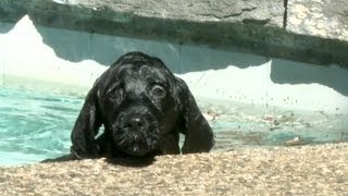 8 Week Old Portuguese Water Dog Puppy Swims for The First Time [upl. by Smaj]