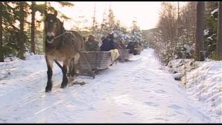 Kom med oss på en natur och kulturupplevelse i Finnskogen [upl. by Zanahs137]