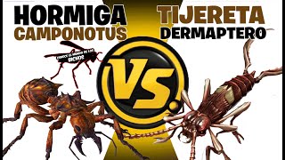 TIJERETA VS HORMIGA  COMENTADO [upl. by Boone]