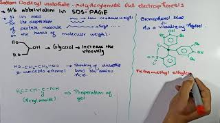 Part1 SDSPAGE Electrophoresis  types of Electrophoresis  Electrophoresis [upl. by Analah]