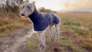 Walking A Whippet  Chobham Common  Sunset [upl. by Nahor312]