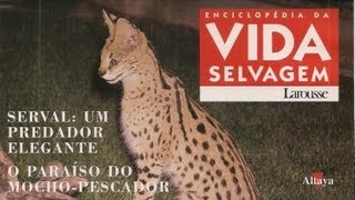 Vida Selvagem 32  Serval Um Predador Elegante [upl. by Ydde]