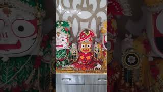 Jagannath swamilord jagannath jagannathlover devotional 2024 bbsr now odisha viralvideo [upl. by Adihsaar]