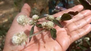 2 Alternanthera brasiliana Alternanthera dentata 💚 Joyweed 💚 Nature and nature sounds [upl. by Kaz]