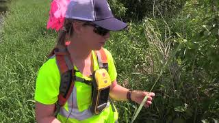 Steps of a Wetland Delineation Plant Identification [upl. by Debo]