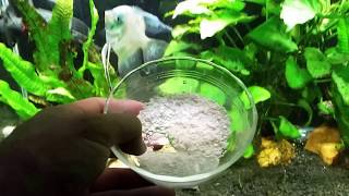 Adding Crushed Eggshell For My Mystery Snails [upl. by Dalt]