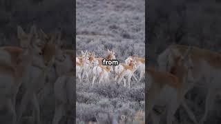 Pronghorn Natures Marathoner speed antelopes animal [upl. by Basile398]