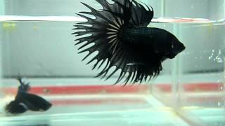 pez betta corona black cooper [upl. by Chura]