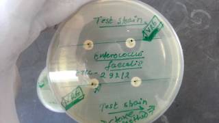 VRE estimation by Conventional and modified Stokes disc diffusion method [upl. by Onahpets152]